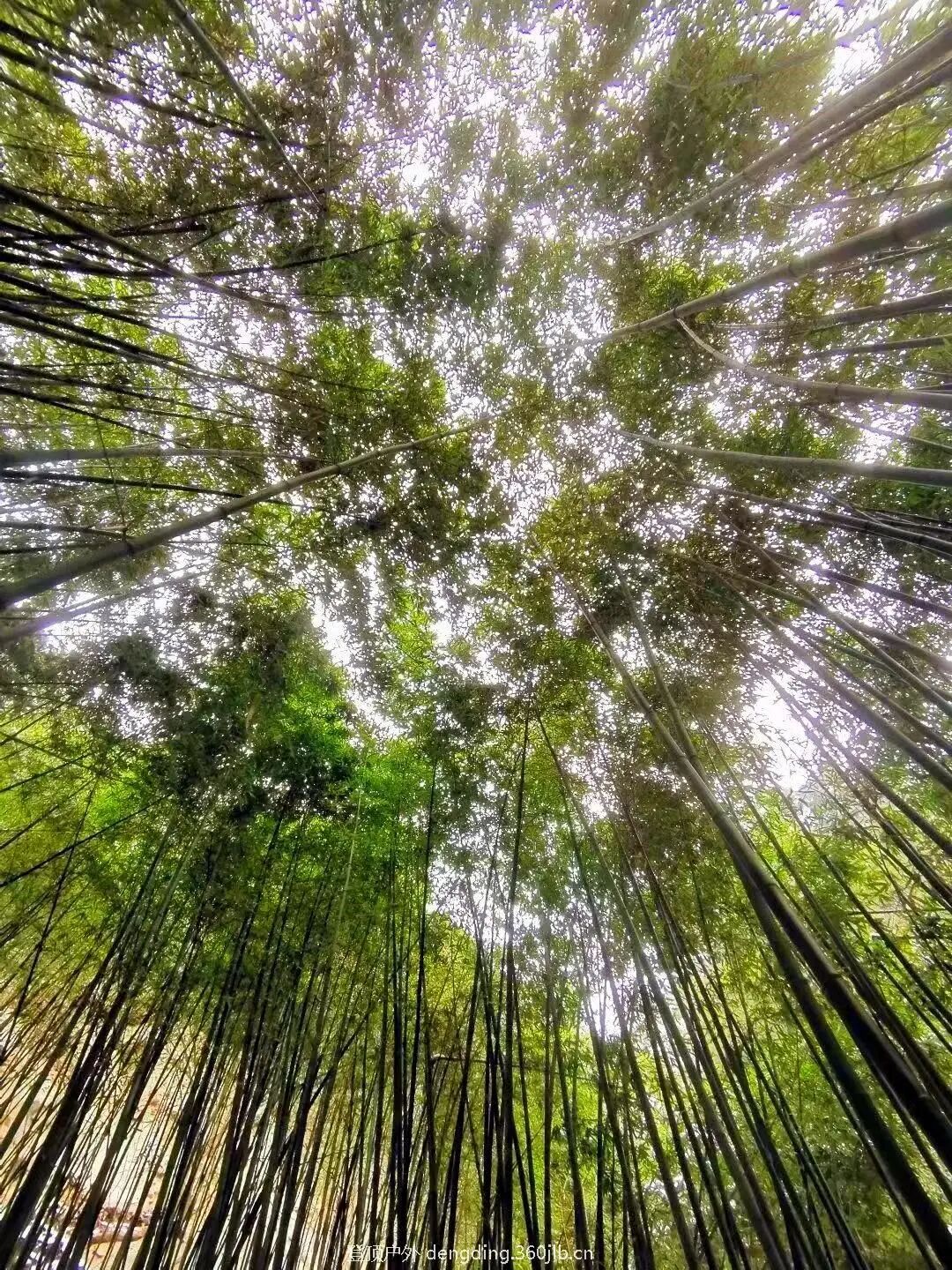 文章附图